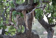 Afrikas Jäger – Afrika - Ein Leopard auf einem Baum.