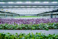 P.M. Wissen – Eine Vertical Farm in Amsterdam: möglichst platzsparend werden die Pflanzen hier in langen, übereinander angeordneten Kästen angebaut. In der Anbauhalle kann das Klima vollständig kontrolliert werden.