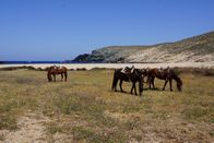 Verrückt nach Meer – Pferde an einem Strand von Mykonos, Griechenland.