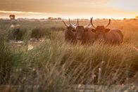 Wildes Frankreich – Sa, 06.06., 22:05 Uhr