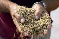 Märkte - Im Bauch von … – Perfekt für Paella: regionaler Reis direkt nach der Ernte