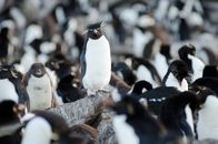 Wilde Inseln – Für Felsenpinguine ist die Wanderung zu den hoch gelegenen Nistplätzen während der Aufzucht der Jungen eine tägliche Herausforderung.