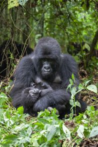 Primaten – Berggorilla (Gorilla beringei beringei) in der Demokratischen Republik Kongo.