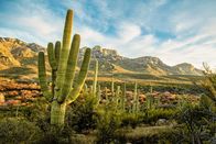 Unser grüner Planet – Nur wenige Pflanzen, wie etwa die Saguaro-Kakteen, kommen mit den extremen Bedingungen in der Sonora-Wüste Arizonas zurecht.