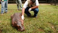 Tierische Eroberer – Fr, 14.02., 07:50 Uhr