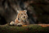 Expeditionen: Helden der Evolution – Luchs.