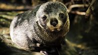 Tierbabys mit der Ente – Schwimmen;