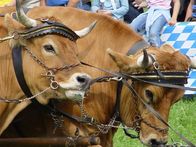 Welt der Tiere – Welt der Tiere (2010)
