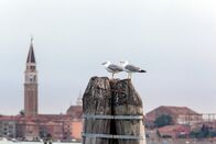 Wildes Venedig – Mittelmeermöwe.
