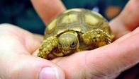 Zoo-Babies – Drei Wochen alte Spornschildkröte im Tierpark Berlin