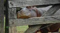 Tierische Eroberer – Fr, 14.02., 07:50 Uhr