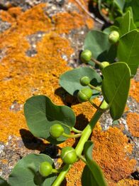 GEO Reportage – Kapern sind die Blütenknospen der Kaperngewächse, die Früchte nennt man Kapernäpfel.