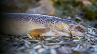 Einstein – Toter Flussfisch