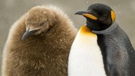 Tierbabys mit der Ente – Zu heiß, zu kalt;
