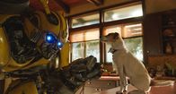 Bumblebee – Bumblebee in BUMBLEBEE, from Paramount Pictures.