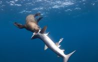 Shark vs Predator – Newport Beach, CA - Ein Seelöwe greift einen Fuchshai an