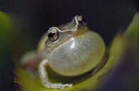 Die Sprache der Tiere – Der Name des Coquí-Pfeiffroschs gibt lautmalerisch den Ruf wieder, mit dem er sein Revier abgrenzt und um Weibchen wirbt.