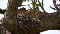 Afrikas Ikonen der Tierwelt – Leoparden ziehen sich zum Schlafen gerne auf Bäume zurück.