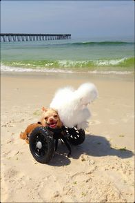 Tierische Freundschaften – Two-legged chihuahua Roo and his best friend Penny, a silkie chicken, pose at the beach. Both of these two-legged orphans found friendship, and family, with one another after being rescued by Alicia Williams, a worker at Duluth Animal Hospital. (Photo credit: