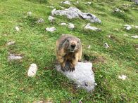Faszination Erde – Murmeltiere sind Überlebende aus der letzten Eiszeit. Wie es ihnen gelang, nicht dem Schicksal ihrer ausgestorbenen Zeitgenossen zu folgen, ist ein Wunder der Natur.