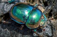 Fabelhafte Insekten – Dung- und Mistkäfer sind besonders bunt und vielgestaltig.
