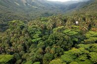 Hüter der Südseeinseln – Drawa ist ein Gebiet mit tropischem Regenwald auf der Fidschi-Insel Vanua Levu, das von acht indigenen Clans dauerhaft vor der Abholzung geschützt wird.