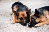 Kommissar Rex – Rex und Senta.