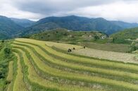 Unsere Kontinente – Vietnam ist eines der wichtigsten Reisanbauländer der Welt.