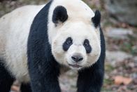 Die Panda-Schule – Sa, 12.09., 04:25 Uhr
