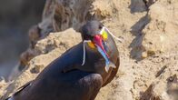 Wildes Peru – Punta San Juan, Peru - Inkaseeschwalbe frisst Fisch auf Felsen.