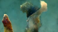 Strip the Cosmos - Im Innersten des Universums – The "Pillars of Creation" from the Eagle Nebula.