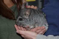 Anna und die Haustiere – Die großen Ohren können Chinchillas unabhängig voneinander bewegen. Nachtaktive Tiere nutzen das Gehör, um sich zu orientieren.