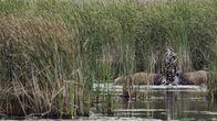 Das geheime Leben der Rothirsche – Rothirsch (Cervus elaphus), kämpfende Männchen. Ineinander verkeilt: Zwei kapitale Hirsche kämpfen um das Vorrecht bei der Paarung.