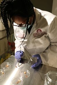 Insekten essen – Zu den vielen Forschern, die den Verzehr von Insekten fördern wollen, gehört die Insektologin Ebony Jenkins.