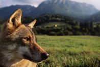 Servus Reportage – Eurasischer Wolf