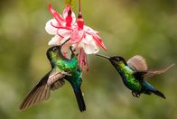 Der Kolibri-Effekt – Wenn Kolibris Nektar aus Blüten trinken, bestäuben sie diese - und die Pflanze entwickelt Früchte. So sorgen die kleinen Vögel dafür, dass auch viele andere Tiere genug Futter finden.