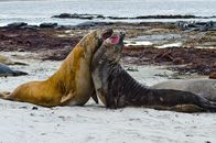 Wilde Inseln – Falkland Islands, Elephant Seals fighting.
