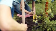 GartenKULT – "GartenKULT", "KinderGarten (10)." Ein Garten für die Wichtigsten in unserer Gesellschaft: die Kinder. Josef Starkl erklärt welchePflanzen giftig sind und sich nicht in einem KinderGarten wiederfinden sollten. Es werdenpraktische Anleitungen gegeben wie wir mit unseren Kinder spielerisch den Garten erobernkönnen. Es werden Schaukeln gebastelt, Pflanzen gesetzt, eine Naschhecke für Kinderangelegt und vieles mehr. Den Kindern spielerisch die Liebe zum Garten zu vermitteln - darumdreht sich der KinderGarten bei GartenKULT.