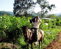 Costa Rica - Regenwald der Österreicher – Universum: "Costa Rica - Der Regenwald der Österreicher", Rund 1,5 Millionen Euro haben die Österreicher für die Rettung eines der artenreichsten Regenwälder gespendet: des Bosque Esquinas im Südosten von Costa Rica. Doch nur die wenigsten haben Gelegenheit, diese Naturschönheit mit eigenen Augen zu bewundern. Das Filmteam führt in die verborgenen Welten des Regenwaldes der Österreicher und zeigt in beeindruckenden Bildern das faszinierende Zusammenspiel von Pflanzen und Tieren und die aufregende tägliche Arbeit der Biologen und Botaniker. Es sind zahlreiche Wunder der Natur, die den Wald zu dem machen, was er ist: eine ungemein komplexe Welt, in der jeder Millimeter bewohnt, bewachsen und genutzt ist.