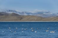 Brahmaputra - Der große Fluss vom Himalaja – Tibetische Seenplatte mit Vögeln.