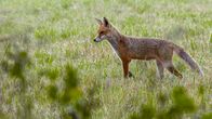 Der Harz – Ein Fuchs auf der Pirsch. Er sucht in der Wiese nach Mäusen.