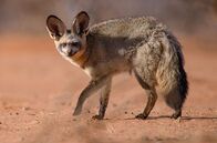 Abenteuer Namibia – Löffelhunde gehören zu den typischen Bewohnern der Kalahari.; PHOENIX ABENTEUER NAMIBIA Uhr. Löffelhunde gehören zu den typischen Bewohnern der Kalahari.
