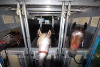 Expeditionen: Mustangs - lebende Legenden – Wilde Reise mit Erich Pröll: "Mustangs - Lebende Legenden: Die nach Europa reisen", Die drei jungen Mustangs sind weiterhin in La Barge und werden auf die weiteren Stationen für die Reise nach Österreich vorbereitet. Mustangs werden in Nordamerika von Freizeitreitern und auf Ranches als Cowboypferd verwendet. Eine Besonderheit bietet eine Working Cow Ranch, die am Fuße der Bighorn Mountains über 1.000 Rinder und an die 100 Pferde betreut. Dazu gehört auch eine Guest Ranch - die Hideout Ranch. Hier können Gäste einzigartige Trailritte machen und auch je nach anfallender Rancharbeit echtes Cowboy Feeling erleben. Hier gibt es eine echte Besonderheit. Die City Slickers können hier auch auf Mustangs reiten. Auf der Ranch wurden bereits zwölf Mustangs adopiert, die hier trainiert und zu exzellenten Reitpferden ausgebildet wurden. Für die Ranch gehört der Mustang als Teil vom Westen dazu und möchte das auch an die Reitgäste weitergeben. Für diese Pferde ist der Ritt in die Berge auf über 3.500 Meter Höhe kein Problem. Sie sind zäh, genügsam und leicht zu reiten. Trittsicher im steilen, unwegsamen Gelände und ausdauernd in der Steppe. Im Film wird eine Reitgruppe begleitet, die den Eindruck vermittelt, aus einem Edelwestern entsprungen zu sein. Profi Reiter aus den Niederlanden waren eine Woche lang auf Mustangs unterwegs und sie erzählen voll Begeisterung über ihre Erlebnisse. Der Einsatz der Mustangs hier als Wanderreitpferde, als Partner im schwierigem Gelände und auch auf einen Teil Geschichte Amerikas zu sitzen macht diese Pferde einmalig.