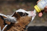 Zoo-Babies – ARD/rbb ZOOBABIES (9), "Geschichten aus dem Zoo Berlin und dem Tierpark Berlin" Uhr im ERSTEN. Püppi von Hand mit der Flasche großgezogen werden.