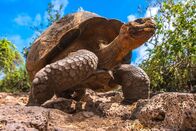 Galapagos – Do, 30.05., 03:45 Uhr