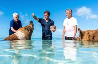 Elstners Reisen – Die angeblich glücklichsten Schweine der Welt leben auf den Bahamas – Frank Elstner, Matthias Reinschmidt und Baron von Kerckerinck besuchten sie auf ihrer Reise.
