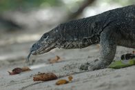 Wilde Inseln – Phillipines, Montior Lizard; PalawanMS; Montior Lizard; Palawan