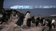 Expeditionen: Helden der Evolution – Adeliepinguine.
