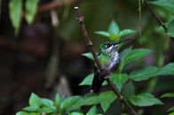 Costa Ricas wilde Tierwelt – Hummingbird.