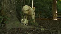 Tierische Freundschaften – The bunny Petey and Ellie the goldendoodle.